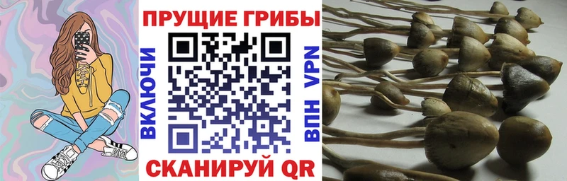 Псилоцибиновые грибы Psilocybe  мега tor  Снежногорск 